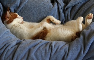 nt2003_pet_sleep_1_w520